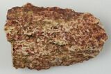 Partial, Fossil Phytosaur Scute - New Mexico #192706-1